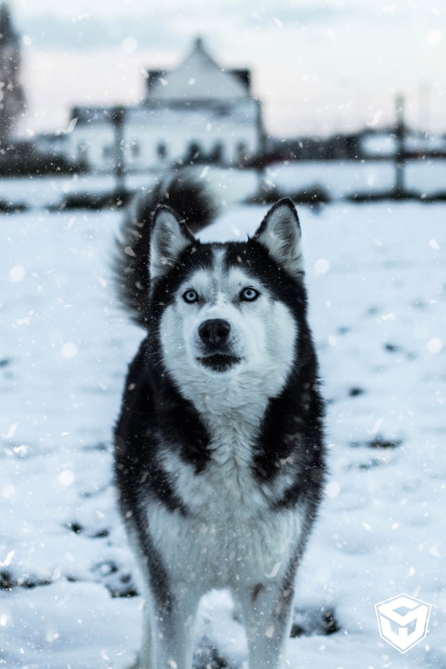 photo of a Siberian Husky